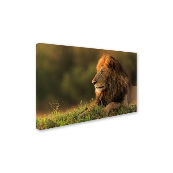 Massimo Mei 'Male Lion Watching Sunrise In Masai Mara' Canvas Art,16x24